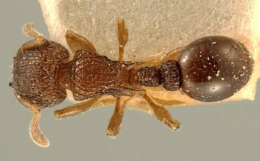 Tetramorium angulinode specimen ZFMKHYM20096255 image zfmkhym20096255_1
