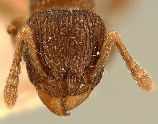 Tetramorium angulinode specimen ZFMKHYM20096255 image zfmkhym20096255_2