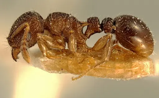 Tetramorium angulinode specimen ZFMKHYM20096255 image zfmkhym20096255_3