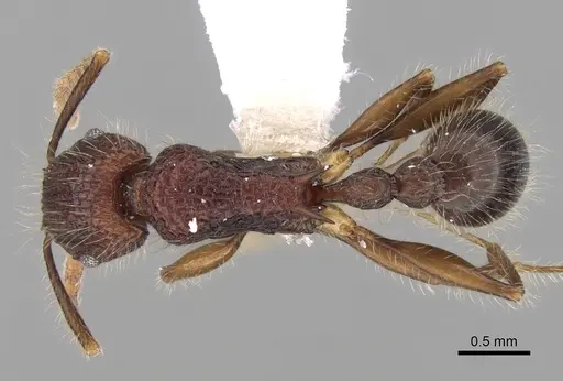 Tetramorium ankarana specimen CASENT0247543 image casent0247543_1