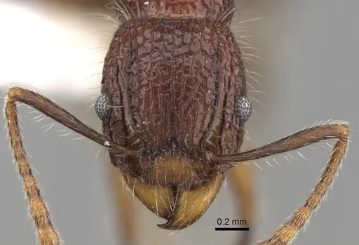 Tetramorium ankarana specimen CASENT0247543 image casent0247543_2