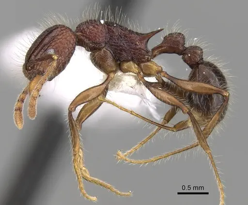 Tetramorium ankarana specimen CASENT0247543 image casent0247543_3