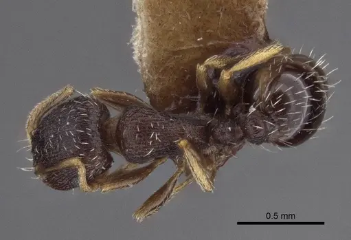 Tetramorium annectens specimen CASENT0916601 image casent0916601_1