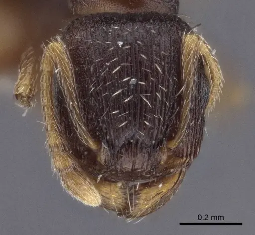 Tetramorium annectens specimen CASENT0916601 image casent0916601_2