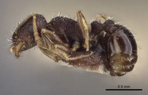 Tetramorium annectens specimen CASENT0916601 image casent0916601_3