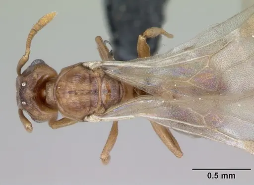 Tetramorium anodontion specimen CASENT0064613 image casent0064613_1