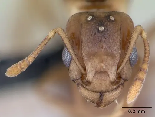 Tetramorium anodontion specimen CASENT0064613 image casent0064613_2