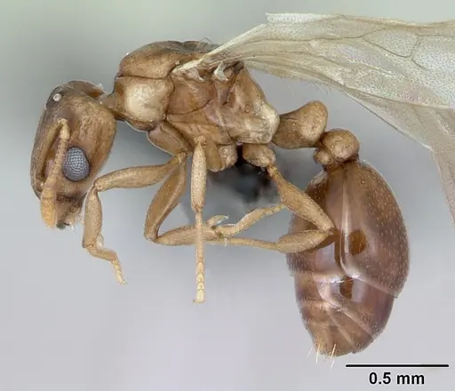 Tetramorium anodontion specimen CASENT0064613 image casent0064613_3