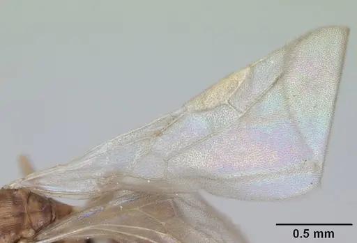 Tetramorium anodontion specimen CASENT0064613 image casent0064613_4