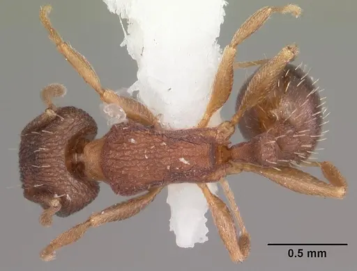 Tetramorium anodontion specimen CASENT0102334 image casent0102334_1