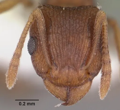 Tetramorium anodontion specimen CASENT0102334 image casent0102334_2
