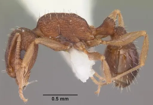 Tetramorium anodontion specimen CASENT0102334 image casent0102334_3