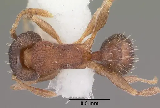 Tetramorium anodontion specimen CASENT0102335 image casent0102335_1