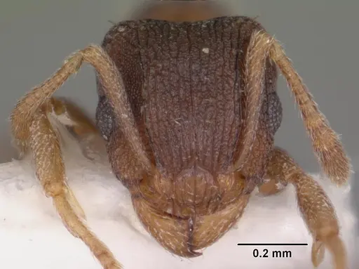 Tetramorium anodontion specimen CASENT0102335 image casent0102335_2