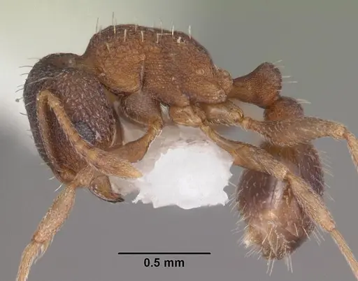 Tetramorium anodontion specimen CASENT0102335 image casent0102335_3