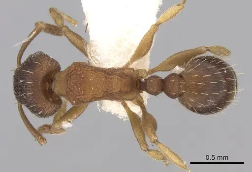Tetramorium anodontion specimen CASENT0906149 image casent0906149_1