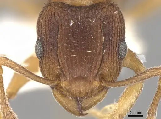 Tetramorium anodontion specimen CASENT0906149 image casent0906149_2