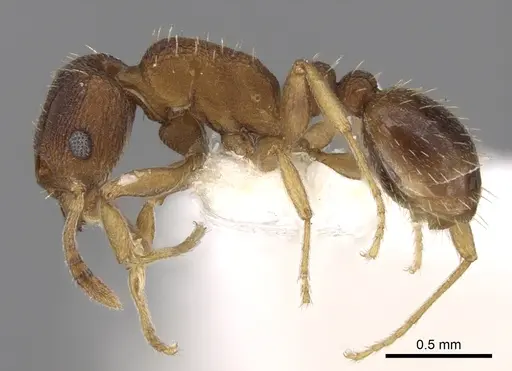 Tetramorium anodontion specimen CASENT0906149 image casent0906149_3