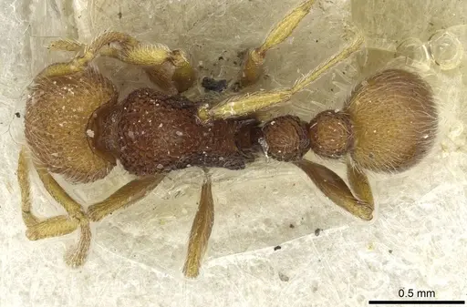Tetramorium antennatum specimen CASENT0913990 image casent0913990_1