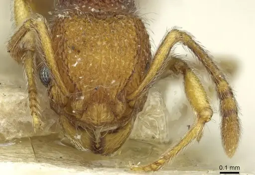 Tetramorium antennatum specimen CASENT0913990 image casent0913990_2