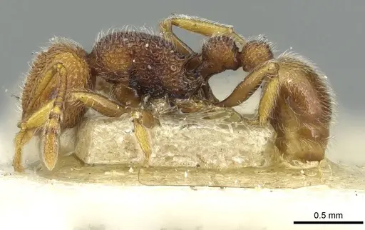 Tetramorium antennatum specimen CASENT0913990 image casent0913990_3