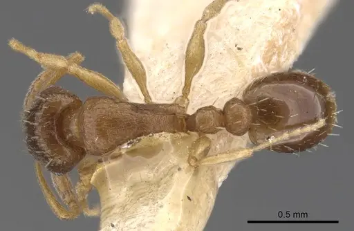 Tetramorium antipodum specimen CASENT0901221 image casent0901221_1