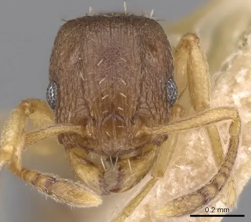 Tetramorium antipodum specimen CASENT0901221 image casent0901221_2