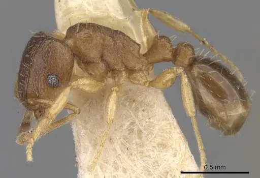 Tetramorium antipodum specimen CASENT0901221 image casent0901221_3