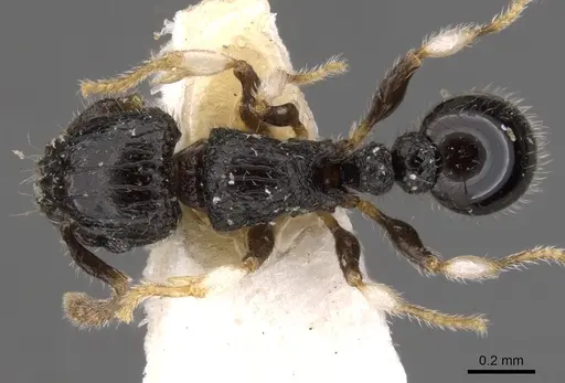 Tetramorium antrema specimen CASENT0901143 image casent0901143_1