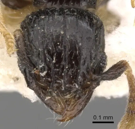 Tetramorium antrema specimen CASENT0901143 image casent0901143_2