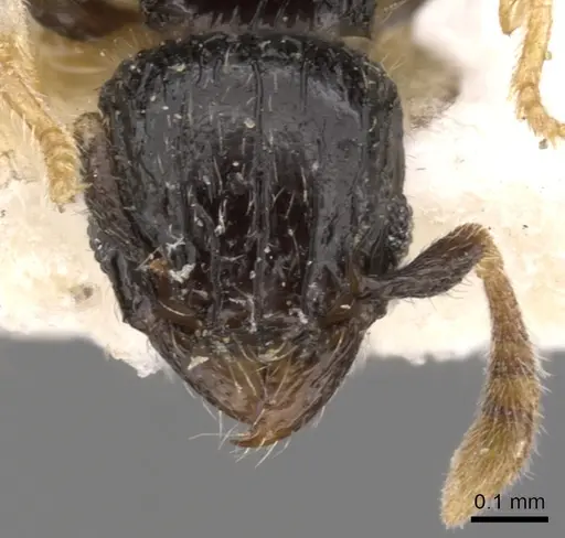 Tetramorium antrema specimen CASENT0901143 image casent0901143_3