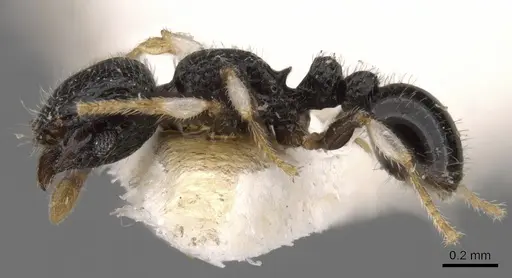 Tetramorium antrema specimen CASENT0901143 image casent0901143_4