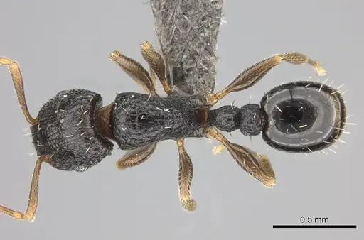 Tetramorium anxium specimen CASENT0235786 image casent0235786_1
