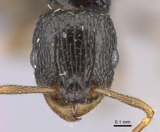 Tetramorium anxium specimen CASENT0235786 image casent0235786_2
