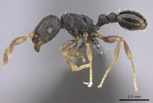 Tetramorium anxium specimen CASENT0235786 image casent0235786_3
