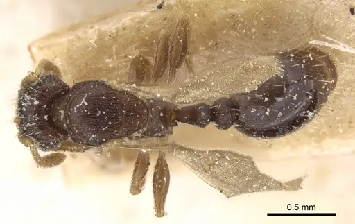 Tetramorium anxium specimen CASENT0906133 image casent0906133_1