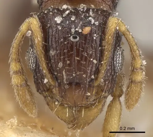 Tetramorium anxium specimen CASENT0906133 image casent0906133_2
