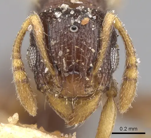 Tetramorium anxium specimen CASENT0906133 image casent0906133_3