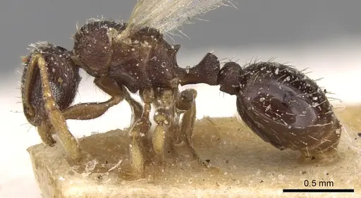 Tetramorium anxium specimen CASENT0906133 image casent0906133_4