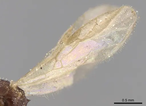 Tetramorium anxium specimen CASENT0906133 image casent0906133_5