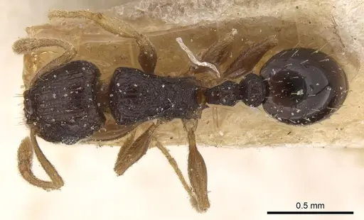 Tetramorium anxium specimen CASENT0906134 image casent0906134_1