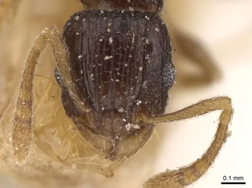 Tetramorium anxium specimen CASENT0906134 image casent0906134_2