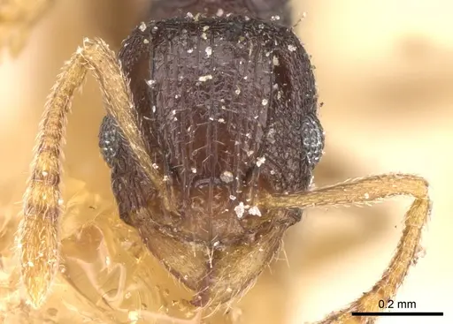 Tetramorium anxium specimen CASENT0906134 image casent0906134_3
