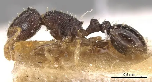Tetramorium anxium specimen CASENT0906134 image casent0906134_4