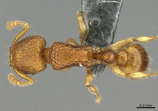Tetramorium aptum specimen CASENT0284207 image casent0284207_1