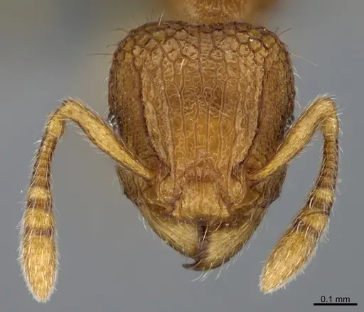 Tetramorium aptum specimen CASENT0284207 image casent0284207_2