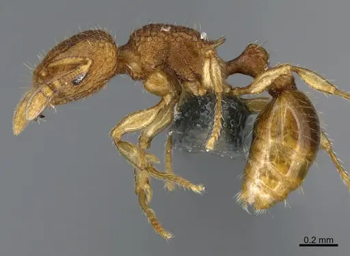Tetramorium aptum specimen CASENT0284207 image casent0284207_3