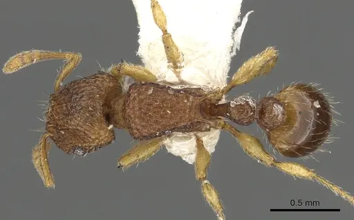 Tetramorium aptum specimen CASENT0901094 image casent0901094_1