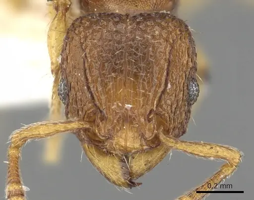 Tetramorium aptum specimen CASENT0901094 image casent0901094_2