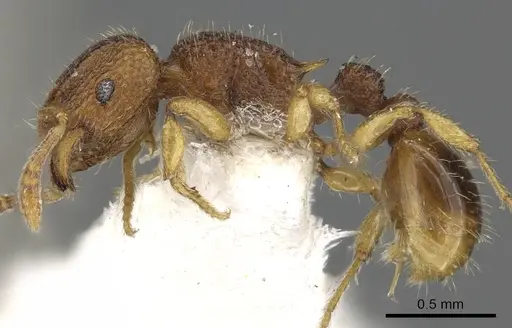 Tetramorium aptum specimen CASENT0901094 image casent0901094_3